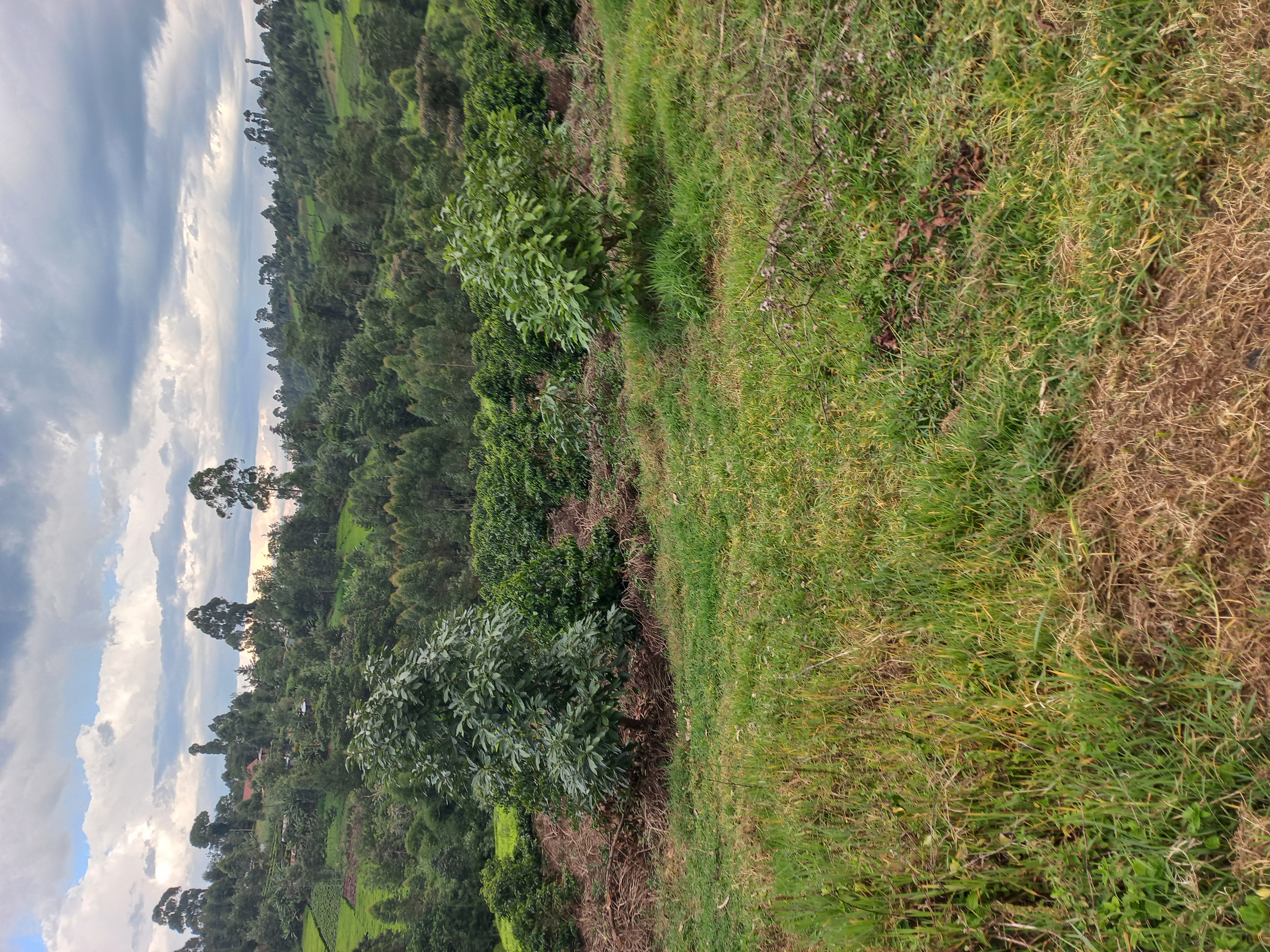 The Kericho–Bomet green corridor where GFI’s coffee and avocado model empowers farmers to diversify income and build climate resilience.