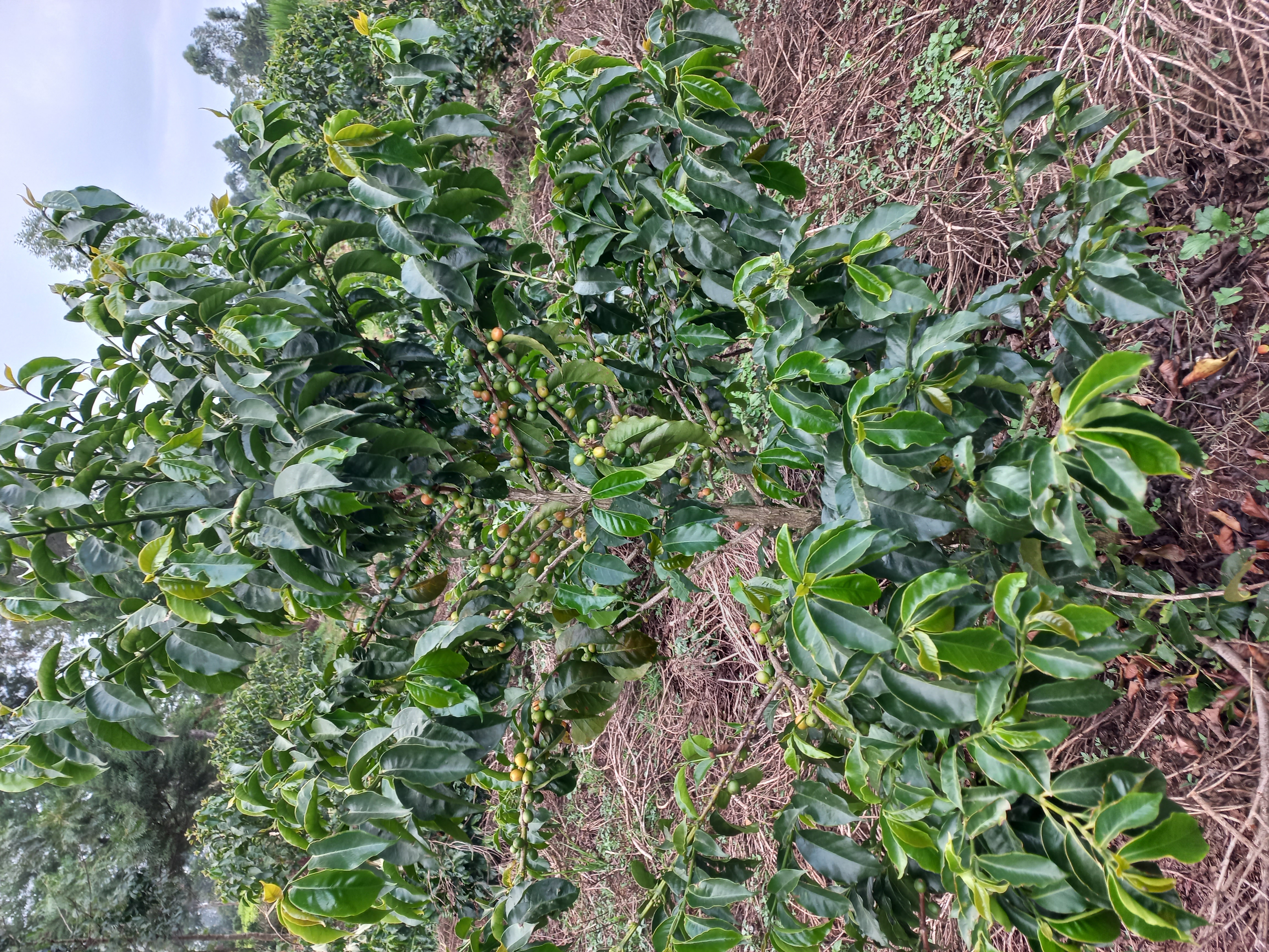 Young, high-value coffee trees demonstrating climate-smart farming practices for income growth in rural households.