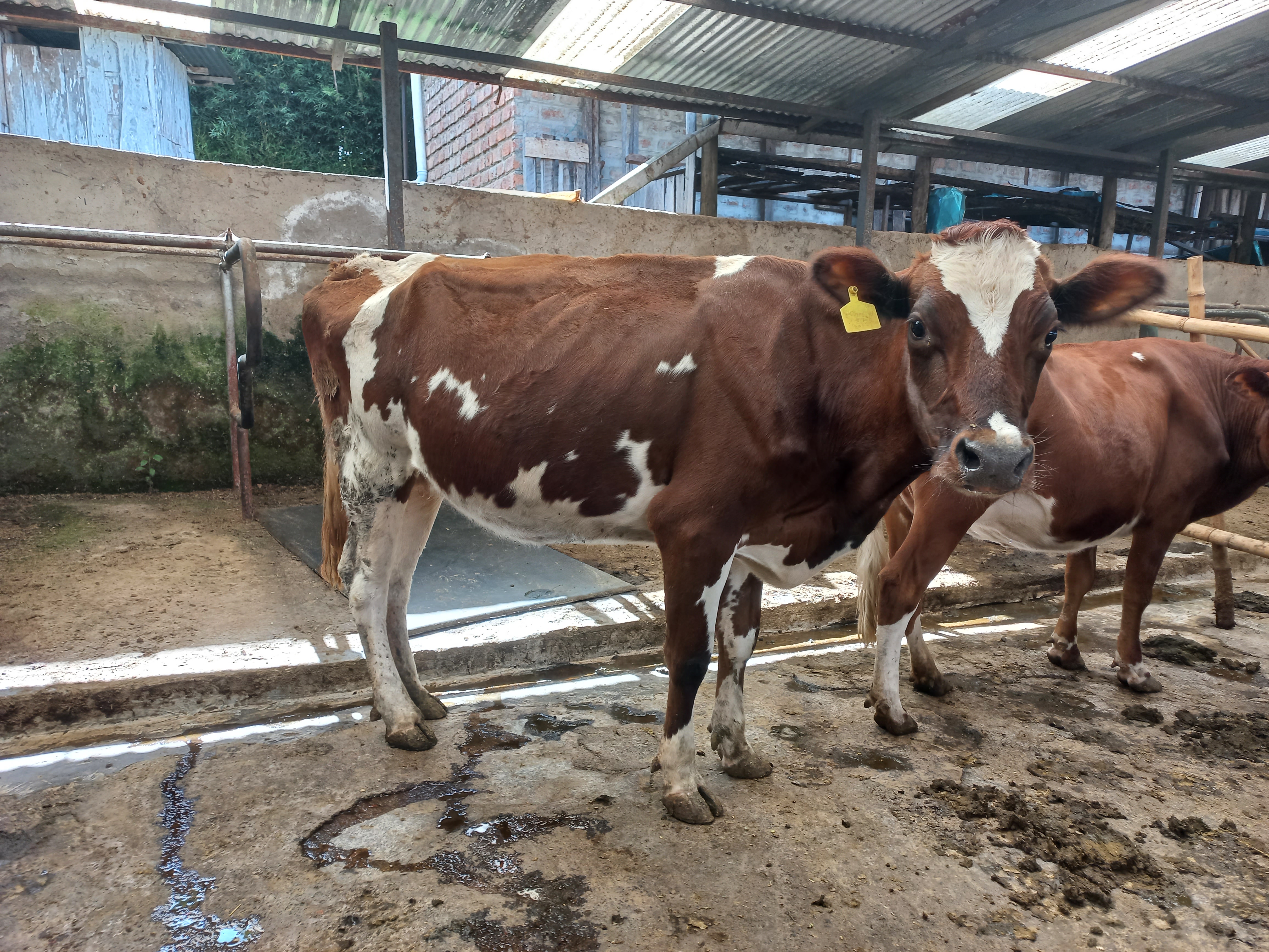 Improved dairy breeds used in GFI’s hands-on farmer training — equipping households with modern dairy skills for sustainable livelihoods.