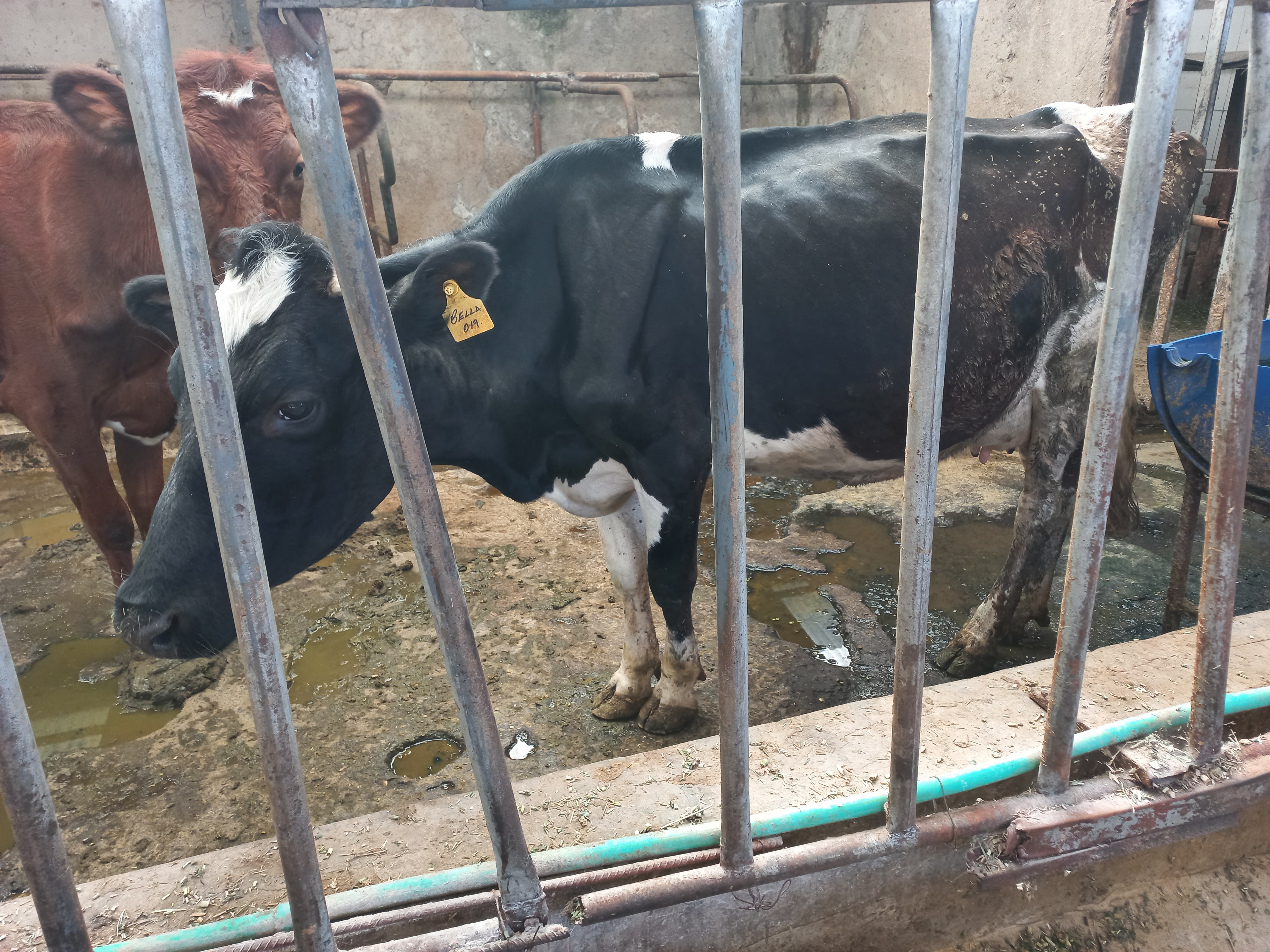 A high-yield Friesian dairy cow forming part of GFI's drive to strengthen smallholder milk production and rural food secruity.